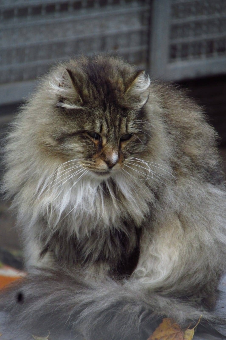 smuks kaķis