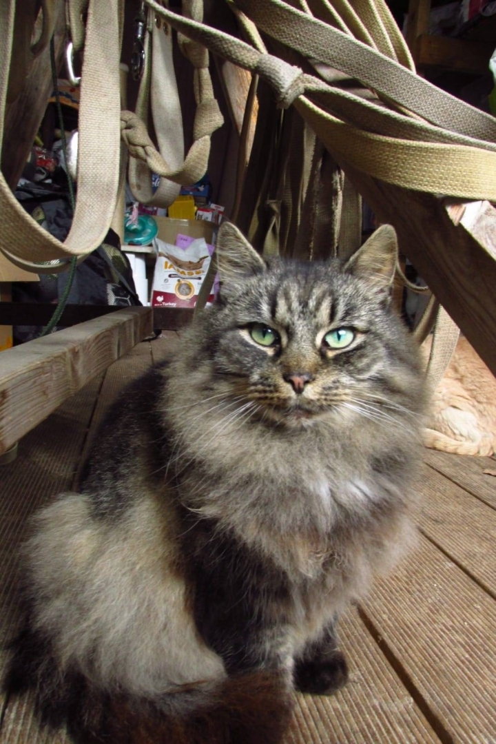 kaķis